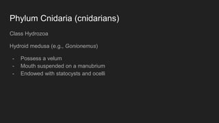 Phylum Cnidaria (cnidarians)
Class Hydrozoa
Hydroid medusa (e.g., Gonionemus)
- Possess a velum
- Mouth suspended on a manubrium
- Endowed with statocysts and ocelli
 