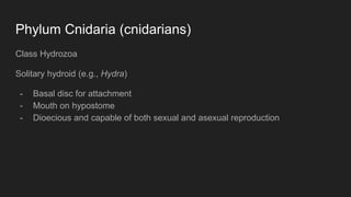 Phylum Cnidaria (cnidarians)
Class Hydrozoa
Solitary hydroid (e.g., Hydra)
- Basal disc for attachment
- Mouth on hypostome
- Dioecious and capable of both sexual and asexual reproduction
 