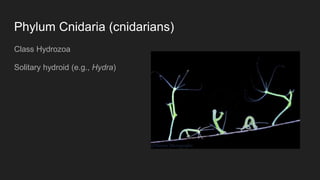 Phylum Cnidaria (cnidarians)
Class Hydrozoa
Solitary hydroid (e.g., Hydra)
 