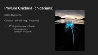 Phylum Cnidaria (cnidarians)
Class Hydrozoa
Colonial hydroid (e.g., Physalia)
- Portuguese man-of-war
- Pneumatophore
- Tentacles are zooids
 