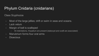 Phylum Cnidaria (cnidarians)
Class Scyphozoa
- Most of the large jellies; drift or swim in seas and oceans.
- Lack velum
- Margin of bell is scalloped
- At indentations, rhopalium are present (statocyst and ocelli are associated)
- Manubrium forms four oral arms
- Dioecious
 