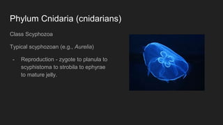 Phylum Cnidaria (cnidarians)
Class Scyphozoa
Typical scyphozoan (e.g., Aurelia)
- Reproduction - zygote to planula to
scyphistoma to strobila to ephyrae
to mature jelly.
 