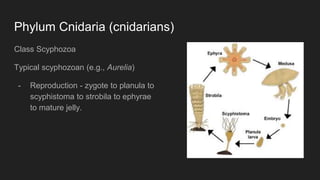 Phylum Cnidaria (cnidarians)
Class Scyphozoa
Typical scyphozoan (e.g., Aurelia)
- Reproduction - zygote to planula to
scyphistoma to strobila to ephyrae
to mature jelly.
 