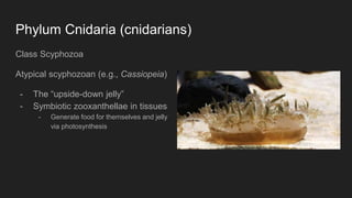 Phylum Cnidaria (cnidarians)
Class Scyphozoa
Atypical scyphozoan (e.g., Cassiopeia)
- The “upside-down jelly”
- Symbiotic zooxanthellae in tissues
- Generate food for themselves and jelly
via photosynthesis
 