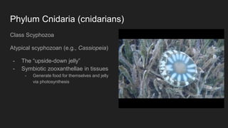 Phylum Cnidaria (cnidarians)
Class Scyphozoa
Atypical scyphozoan (e.g., Cassiopeia)
- The “upside-down jelly”
- Symbiotic zooxanthellae in tissues
- Generate food for themselves and jelly
via photosynthesis
 