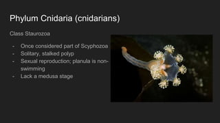 Phylum Cnidaria (cnidarians)
Class Staurozoa
- Once considered part of Scyphozoa
- Solitary, stalked polyp
- Sexual reproduction; planula is non-
swimming
- Lack a medusa stage
 