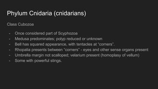 Phylum Cnidaria (cnidarians)
Class Cubozoa
- Once considered part of Scyphozoa
- Medusa predominates; polyp reduced or unknown
- Bell has squared appearance, with tentacles at “corners”.
- Rhopalia presents between “corners” - eyes and other sense organs present
- Umbrella margin not scalloped; velarium present (homoplasy of vellum)
- Some with powerful stings.
 