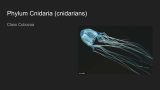 Phylum Cnidaria (cnidarians)
Class Cubozoa
 