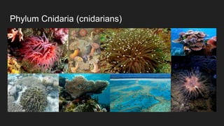 Phylum Cnidaria (cnidarians)
 