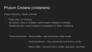 Phylum Cnidaria (cnidarians)
Class Anthozoa - flower animals
- Polyp only; no medusa
- All marine; deep to shallow; cold to warm; solitary to colonial.
- Gastrovascular cavity is large in comparison to other cnidarians.
- Three subclasses - Hexacorallia - sea anemones, hard corals
Ceriantipatharia - tube anemones and thorny corals
Octocorallia - sort and horny corals, sea pens, sea fans
 