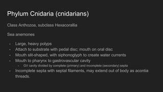 Phylum Cnidaria (cnidarians)
Class Anthozoa, subclass Hexacorallia
Sea anemones
- Large, heavy polyps
- Attach to substrate with pedal disc; mouth on oral disc
- Mouth slit-shaped, with siphonoglyph to create water currents
- Mouth to pharynx to gastrovascular cavity
- GV cavity divided by complete (primary) and incomplete (secondary) septa
- Incomplete septa with septal filaments, may extend out of body as acontia
threads.
 