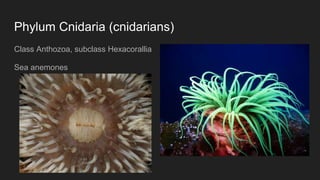 Phylum Cnidaria (cnidarians)
Class Anthozoa, subclass Hexacorallia
Sea anemones
 