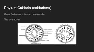 Phylum Cnidaria (cnidarians)
Class Anthozoa, subclass Hexacorallia
Sea anemones
 