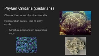 Phylum Cnidaria (cnidarians)
Class Anthozoa, subclass Hexacorallia
Hexacorallian corals - true or stony
corals
- Miniature anemones in calcareous
cups
 