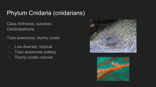 Phylum Cnidaria (cnidarians)
Class Anthozoa, subclass
Ceriantipatharia
Tube anemones, thorny corals
- Low diversity; tropical
- Tube anemones solitary
- Thorny corals colonial
 