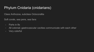Phylum Cnidaria (cnidarians)
Class Anthozoa, subclass Octocorallia
Soft corals, sea pens, sea fans
- Parts in 8s
- All colonial; gastrovascular cavities communicate with each other
- Very colorful
 