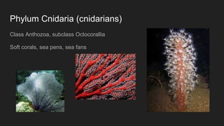 Phylum Cnidaria (cnidarians)
Class Anthozoa, subclass Octocorallia
Soft corals, sea pens, sea fans
 