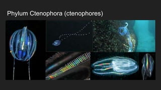 Phylum Ctenophora (ctenophores)
 