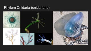 Phylum Cnidaria (cnidarians)
 