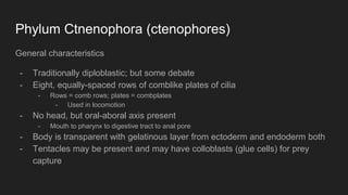 Phylum Ctnenophora (ctenophores)
General characteristics
- Traditionally diploblastic; but some debate
- Eight, equally-spaced rows of comblike plates of cilia
- Rows = comb rows; plates = combplates
- Used in locomotion
- No head, but oral-aboral axis present
- Mouth to pharynx to digestive tract to anal pore
- Body is transparent with gelatinous layer from ectoderm and endoderm both
- Tentacles may be present and may have colloblasts (glue cells) for prey
capture
 