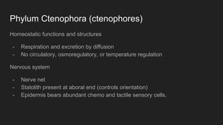 Phylum Ctenophora (ctenophores)
Homeostatic functions and structures
- Respiration and excretion by diffusion
- No circulatory, osmoregulatory, or temperature regulation
Nervous system
- Nerve net
- Statolith present at aboral end (controls orientation)
- Epidermis bears abundant chemo and tactile sensory cells.
 