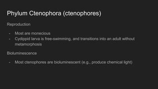 Phylum Ctenophora (ctenophores)
Reproduction
- Most are monecious
- Cydippid larva is free-swimming, and transitions into an adult without
metamorphosis
Bioluminescence
- Most ctenophores are bioluminescent (e.g., produce chemical light)
 