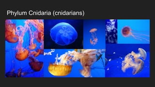 Phylum Cnidaria (cnidarians)
 