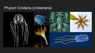 Phylum Cnidaria (cnidarians)
 