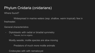 Phylum Cnidaria (cnidarians)
Where found?
Widespread in marine waters (esp. shallow, warm tropical); few in
freshwater.
General characteristics
- Diploblastic with radial or biradial symmetry
- Tissues, but no organs.
Mostly sessile; motile species are slow moving
Predators of much more motile animals
Cnidocytes with with nematocyst
 
