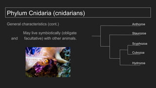 Phylum Cnidaria (cnidarians)
General characteristics (cont.)
May live symbiotically (obligate
and facultative) with other animals.
Anthozoa
Staurozoa
Scyphozoa
Cubozoa
Hydrozoa
 