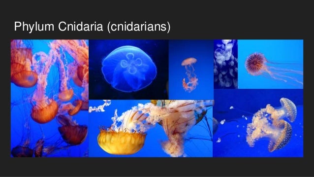 Cnidaria and ctneophora