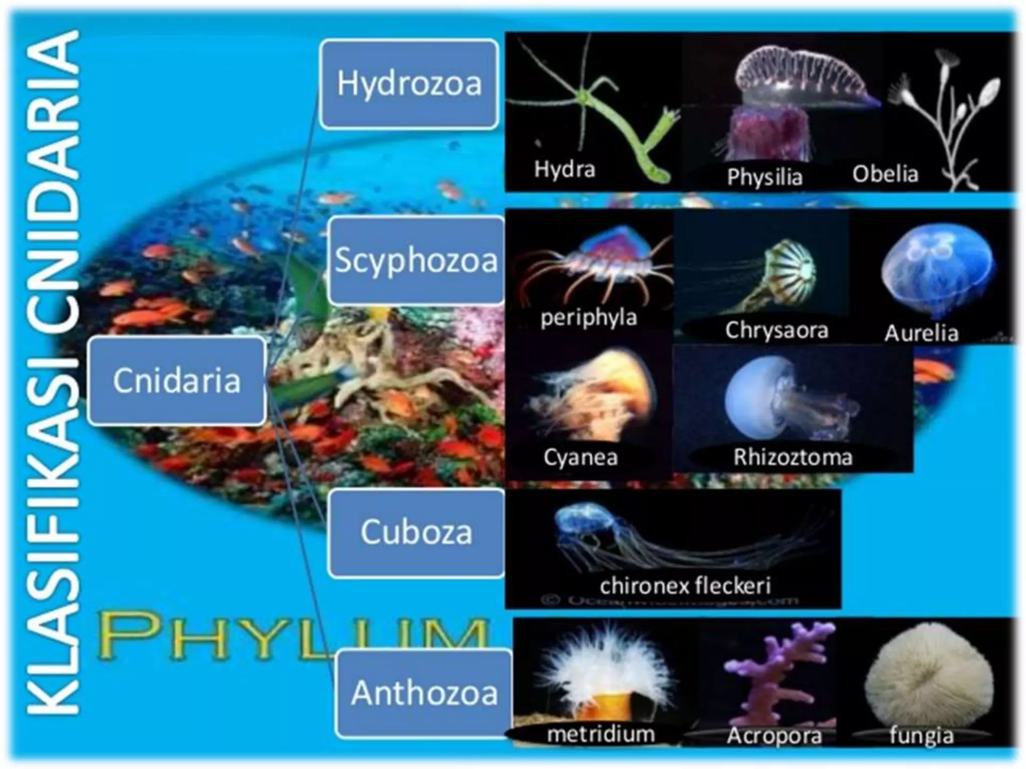 Cnidaria & ctenohora | PPTX