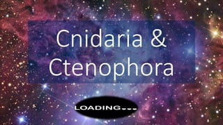Cnidaria &
Ctenophora
 