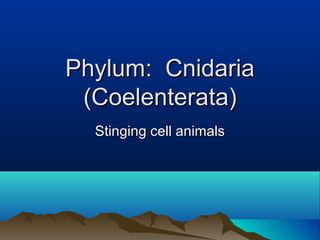 Phylum: CnidariaPhylum: Cnidaria
(Coelenterata)(Coelenterata)
Stinging cell animalsStinging cell animals
 