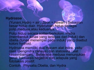 5.Klasifikasi Cnidaria
Hydrozoa
 (Yunani,Hydro = air , Zoon = hewan ) Sebagian
besar hidup diair. Hydrozoan hidup sebagai
polip,medusa,atau keduanya.
 Polip hidup secara soliter/berkoloni. Hydra
(membentuk tunas yang terlepas dari induk) dan
obelia (tunas menempel pada induk) yang disebut
koloni hydroid.
 Hydrozoa memiliki dua macam alat indra, yaitu
oseli (pengindra cahaya) dan statosista (alat
keseimbangan). Beberapa medusa menunjukan
gerak fototaksis negative dan adapula yang
fototaksis positif.
 Contoh : Physalia,Obelia, dan Hydra
 