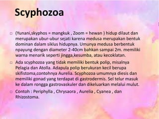  (Yunani,skyphos = mangkuk , Zoom = hewan ) hidup dilaut dan
merupakan ubur-ubur sejati karena medusa merupakan bentuk
dominan dalam siklus hidupnya. Umunya medusa berbentuk
npayung dengan diameter 2-40cm bahkan sampai 2m. memiliki
warna menarik seperti jingga,kesumba, atau kecoklatan.
 Ada scyphozoa yang tidak memiliki bentuk polip, misalnya
Pelagia dan Atolla. Adapula polip berukuran kecil berupa
skifistoma,contohnya Aurelia. Scyphozoa umumnya diesis dan
memiliki gonad yang terdapat di gastrodermis. Sel telur masuk
ke dalam rongga gastrovaskuler dan dikeluarkan melalui mulut.
 Contoh : Periphylla , Chrysaora , Aurelia , Cyanea , dan
Rhizostoma.
Scyphozoa
 