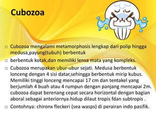 Cubozoa
 Cubozoa mengalami metamorphosis lengkap dari polip hingga
medusa,payung(tubuh) berbentuk
 berbentuk kotak,dan memiliki lensa mata yang kompleks.
 Cubozoa merupakan ubur-ubur sejati. Medusa berbentuk
lonceng dengan 4 sisi datar,sehingga berbentuk mirip kubus.
Memiliki tinggi lonceng mencapai 17 cm dan tentakel yang
berjumlah 4 buah atau 4 rumpun dengan panjang mencapai 2m.
cubozoa dapat berenang cepat secara horizontal dengan bagian
aboral sebagai anteriornya.hidup dilaut tropis fdan subtropis .
 Contohnya: chironx fleckeri (sea wasps) di perairan indo pasifik.
 