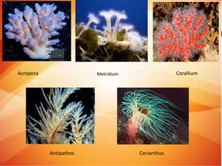 MetridiumAcropora
Antipathes Cerianthus
Corallium
 