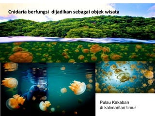 Cnidaria berfungsi dijadikan sebagai objek wisata
Pulau Kakaban
di kalimantan timur
 