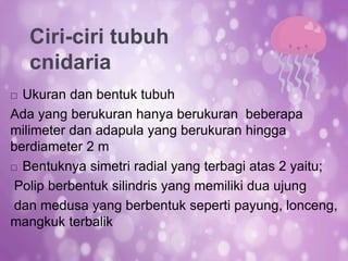 Ukuran dan bentuk tubuh
Ada yang berukuran hanya berukuran beberapa
milimeter dan adapula yang berukuran hingga
berdiameter 2 m
 Bentuknya simetri radial yang terbagi atas 2 yaitu;
Polip berbentuk silindris yang memiliki dua ujung
dan medusa yang berbentuk seperti payung, lonceng,
mangkuk terbalik
Ciri-ciri tubuh
cnidaria
 