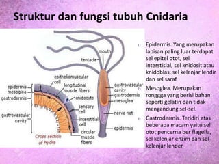 Struktur dan fungsi tubuh Cnidaria
1) Epidermis. Yang merupakan
lapisan paling luar terdapat
sel epitel otot, sel
interstisial, sel knidosit atau
knidoblas, sel kelenjar lendir
dan sel saraf
2) Mesoglea. Merupakan
ronggga yang berisi bahan
seperti gelatin dan tidak
mengandung sel-sel.
3) Gastrodermis. Teridiri atas
beberapa macam yaitu sel
otot pencerna ber flagella,
sel kelenjar enzim dan sel
kelenjar lender.
 