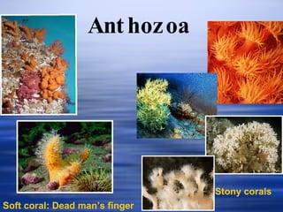 Anthozoa   Soft coral: Dead man’s finger Stony corals 