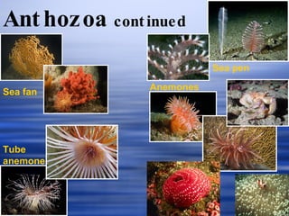 Anthozoa   continued Sea fan Sea pen Tube anemone Anemones 