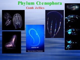 Phylum Ctenophora Comb Jellies 