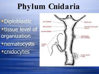 Phylum Cnidaria Diploblastic tissue level of organization nematocysts  cnidocytes   
