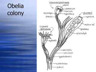 Obelia colony 