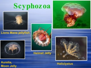 Scyphozoa Lions Mane jellyfish Aurelia, Moon Jelly Helmet Jelly Haliclystus 