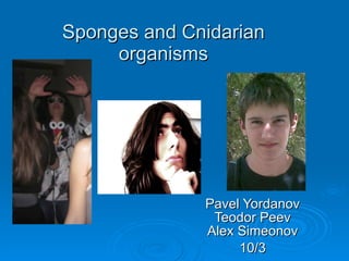 Sponges and Cnidarian organisms Pavel Yordanov Teodor Peev Alex Simeonov 10/3 