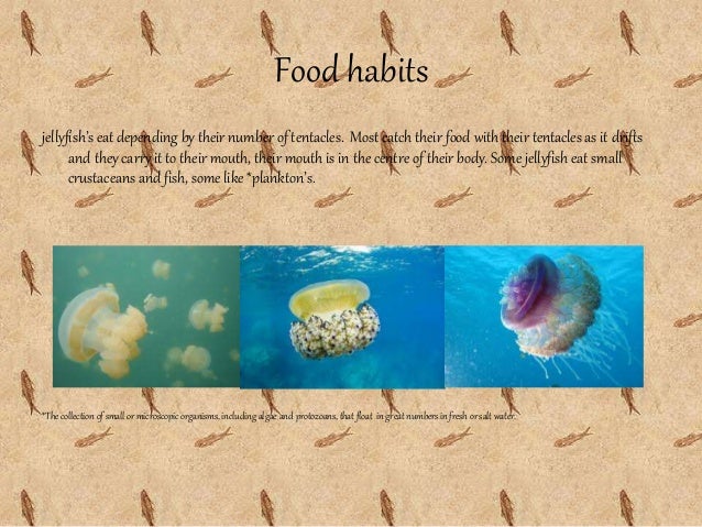 Cnidarians