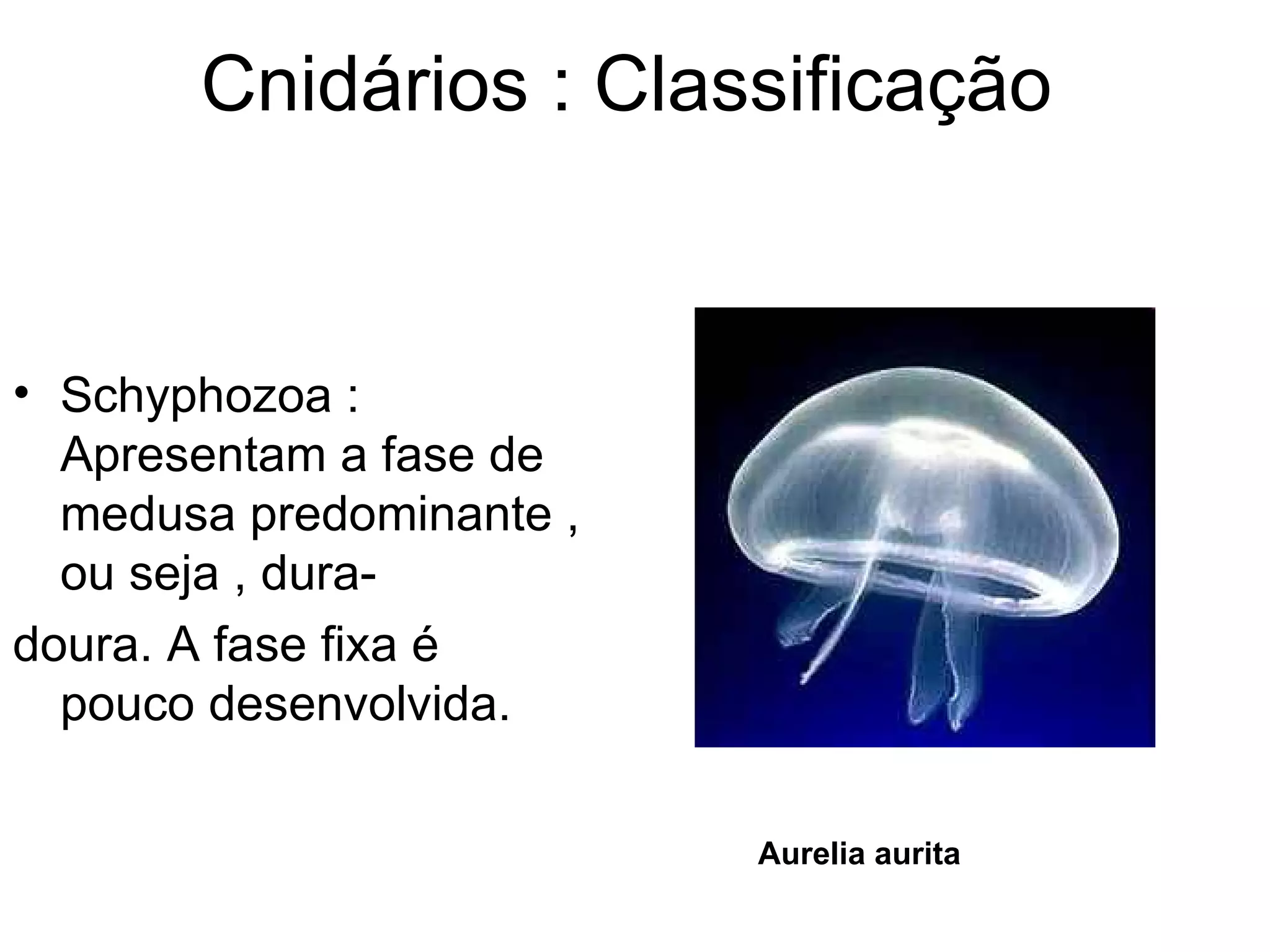 Cnidários : Classificação


• Schyphozoa :
  Apresentam a fase de
  medusa predominante ,
  ou seja , dura-
doura. A fase fixa é
  pouco desenvolvida.

                          Aurelia aurita
 
